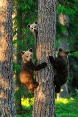 Bear cubs on a tree