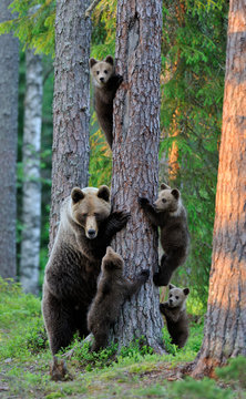 Fototapeta Brown niedźwiedź z lisiątkami w lesie