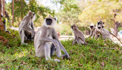 Obraz premium Monkeys in jungles of Sri Lanka