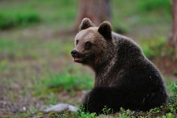 Fototapeta premium Young Brown Bear