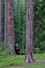 Bear cub lying against a tree © Erik Mandre