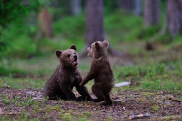 Brown Bear cubs playing