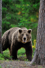 Fototapeta premium Big brown bear in the forest