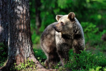 Obraz premium Brown bear in the forest at sunlight