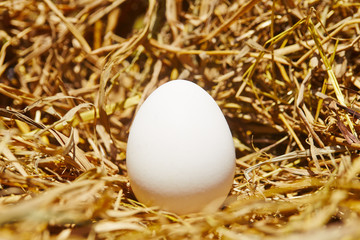 Egg