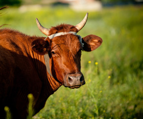 cow in summer