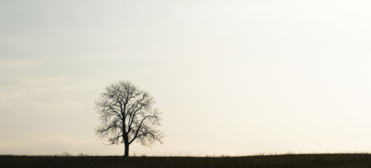 A lonely tree