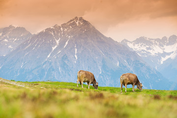 Obraz premium Cows in an Alpine meadow