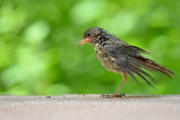 Bird close-up