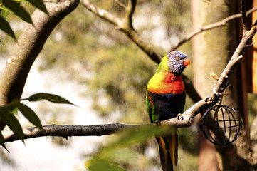 Beautiful rainbow lorikeet