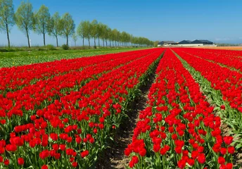 Gordijnen tulip field © hansenn