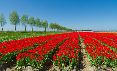 tulip field