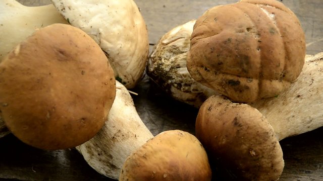 Boletus edulis