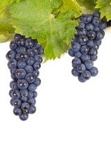 Grapes isolated on white background