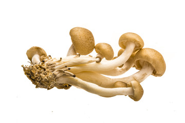 Japan mushroom Shimeji