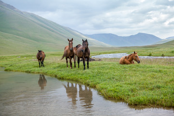 Pasturing horses at river