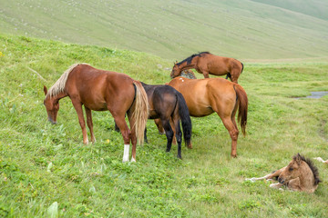 Grazing horses with foal