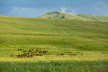 Big herd of horses
