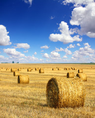 harvested bales of straw in field