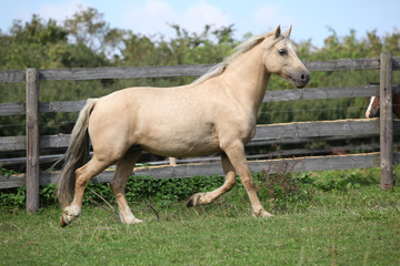 Obraz premium Beautiful palomino mare wunning on pasturage