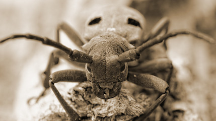 The Capricorn Beetle