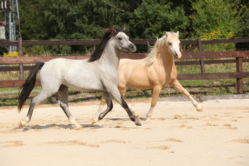 Obraz na płótnie Canvas Two gorgeous stallions running together