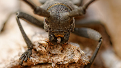 The Capricorn Beetle