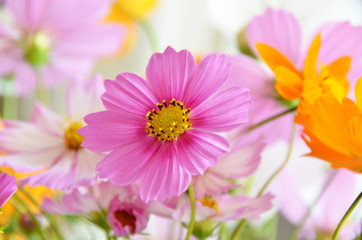 Fototapeta premium コスモス