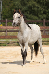 Obraz na płótnie Canvas Adorable grey welsh mountain pony