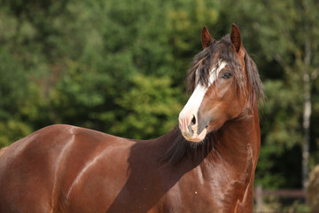 Gorgeous brown welsh cob stallion