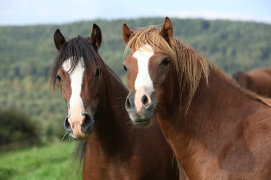 Beautiful brown horses on pasturage