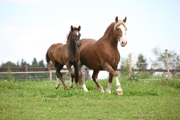 Beautiful mare with foal running