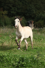 Fototapeta na wymiar Beautiful palomino horse running