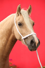 Fototapeta premium Nice palomino pony