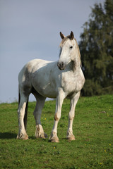 Nice white horse standing on pasturage