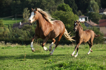 Mare with foal running