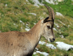 Wild alpine ibex - steinbock portrait