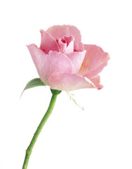 pink rose