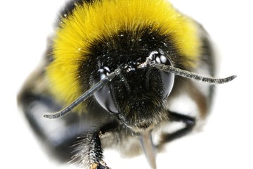 Bumblebee