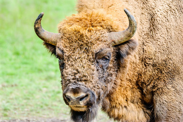 Portrait of the European bison