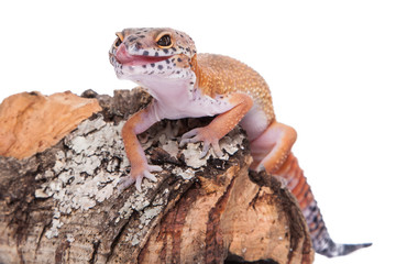 Leopardgecko Designer Eublepharis macularius