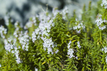 Winter Savory (Satureja montana) plant