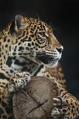 Foto auf Alu-Dibond leopard © anekoho