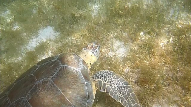 tartaruga caretta caretta sottomarina