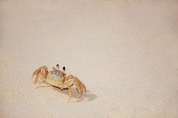 Beach crab