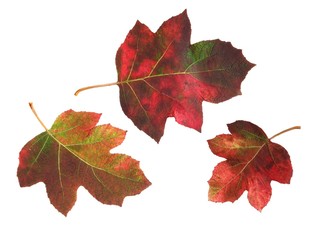pretty,multicolor leaves of Hydrangea Quercifolia