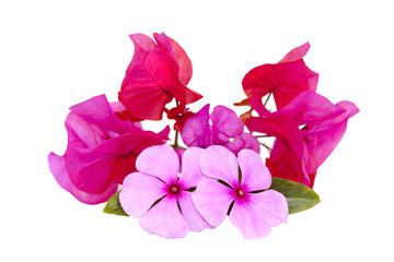 Decorative Isolated Display Of Bright Pink Flowers