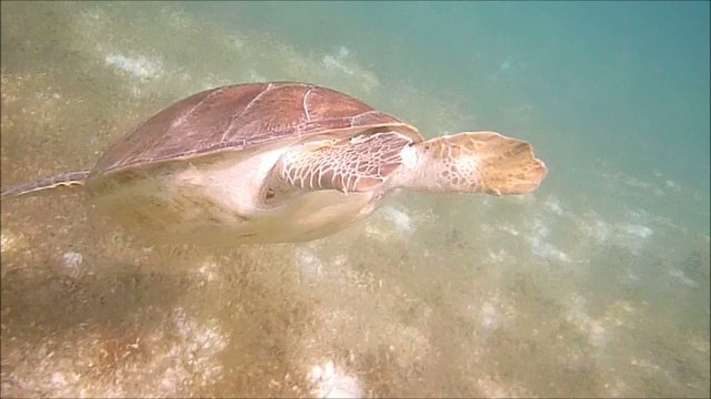 tartaruga marina sott'acqua