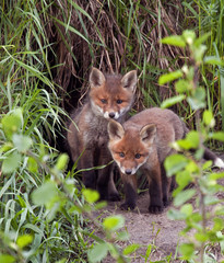 Red foxes (Vulpes vulpes) 45 days old.