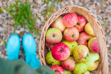 Top view of Straw basket with red apples and bright rubber boots